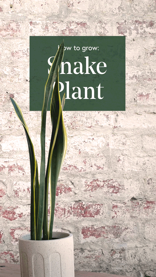 Snake-Plant-9x16-Story-Low-Res.gif