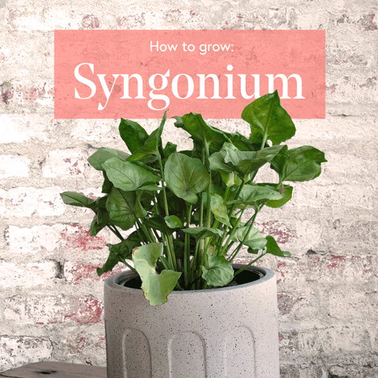 Syngonium-1x1-Square-low-res.gif