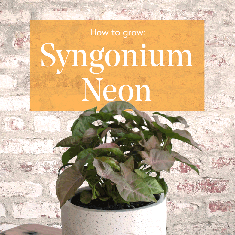 Syngonium-Neon-1x1-Square-Low-Res.gif