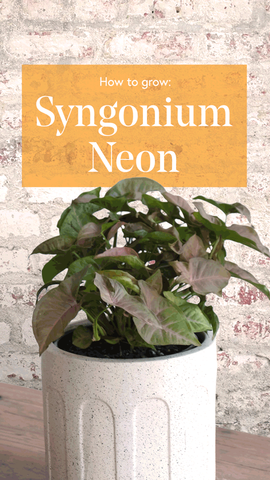 Syngonium-Neon-9x16-Story-low-res.gif