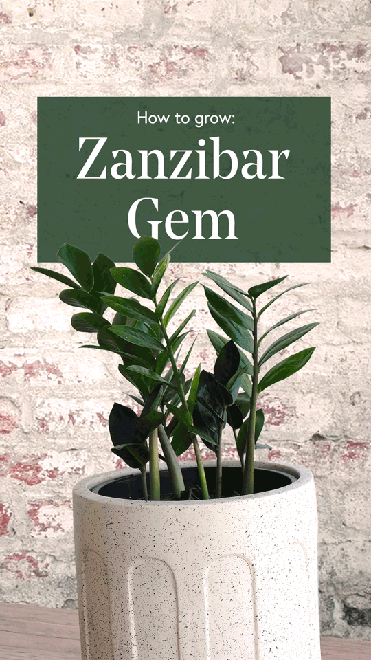 Zanzibar-Gem-9x16-Story-low-res.gif
