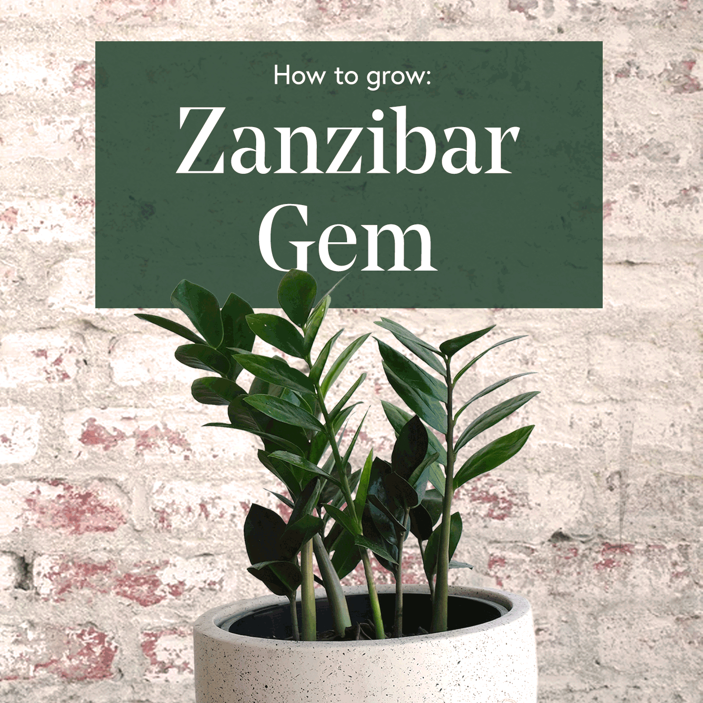 Zanzibar-Gem-1x1-Square-Low-Res.gif