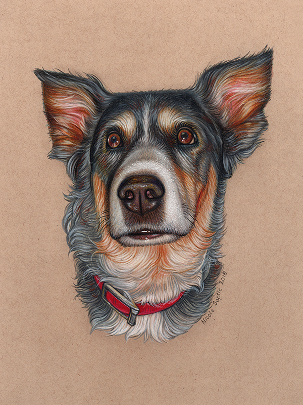 NicArtistic_Aussie_BlueHeeler_Pet_Portrait.png