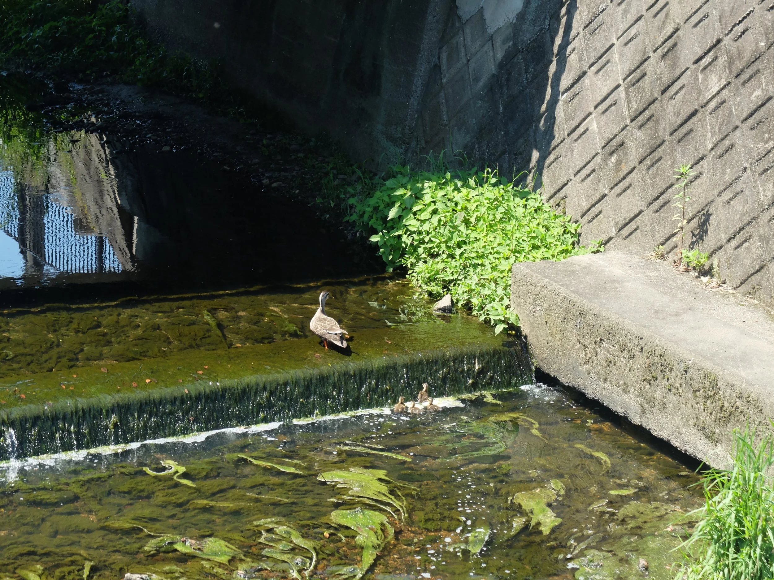 DSCF2089.jpg