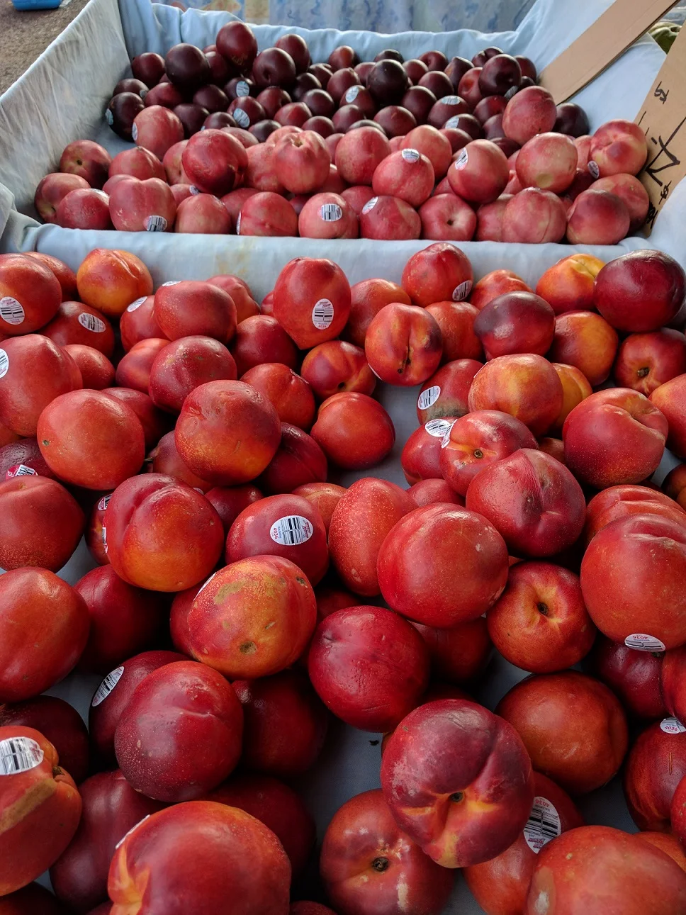 Peaches and plums.jpg