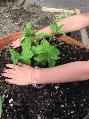 Starting Your Own Herb Garden Plus Herb Yoghurt Dip Clean Plate