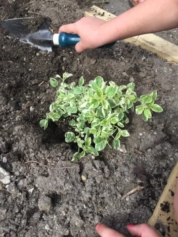 Place seedling in the hole.