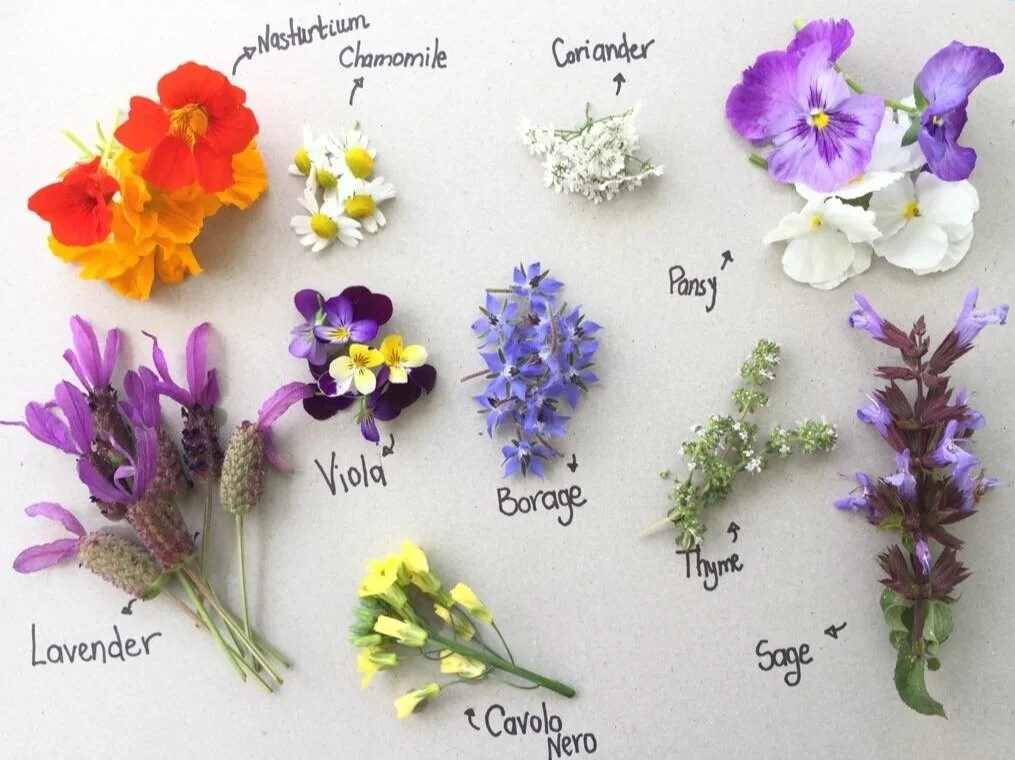 Edible Flowers growing in our Clean Plate Garden right now :)