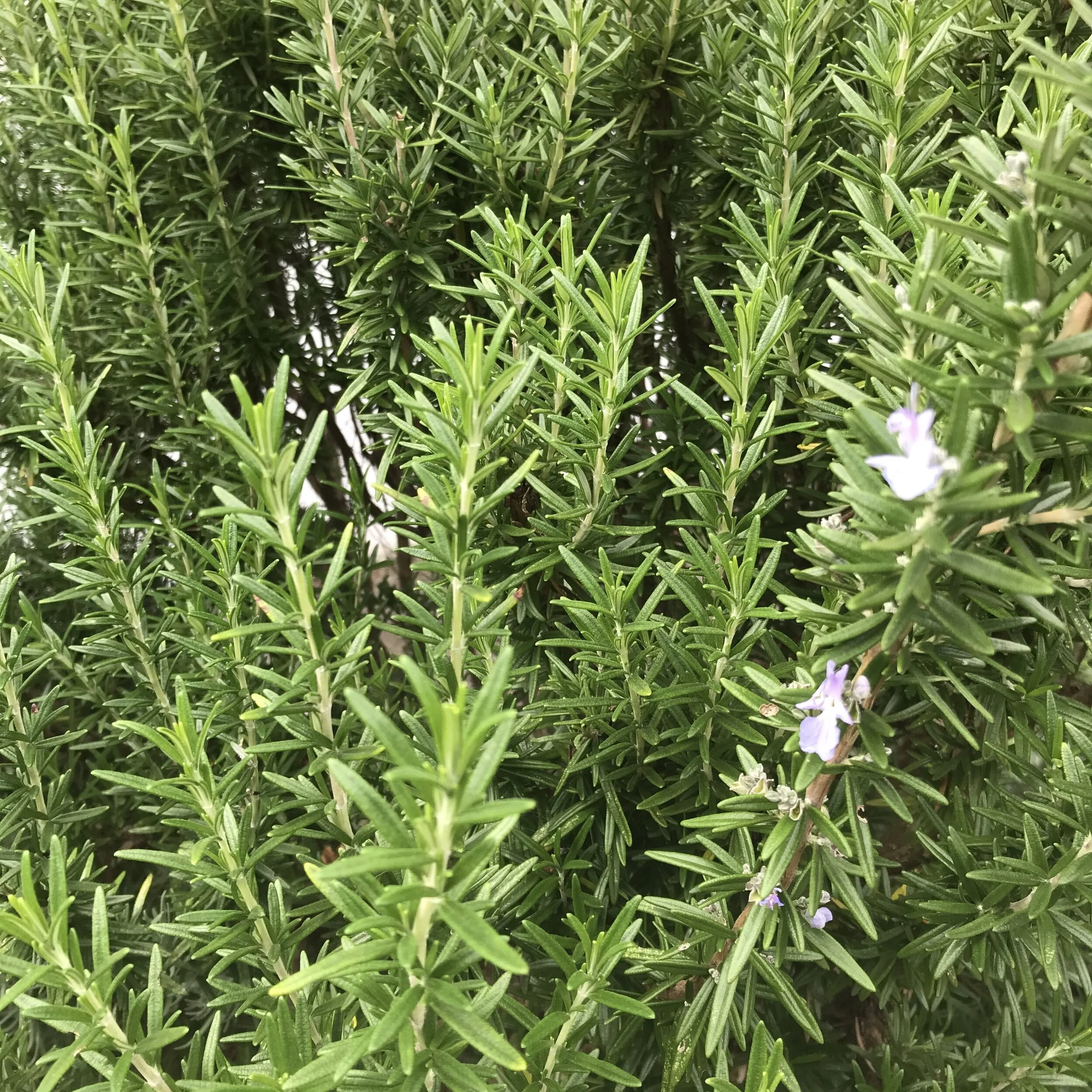 Just a fraction of my humongous Rosemary bush :)