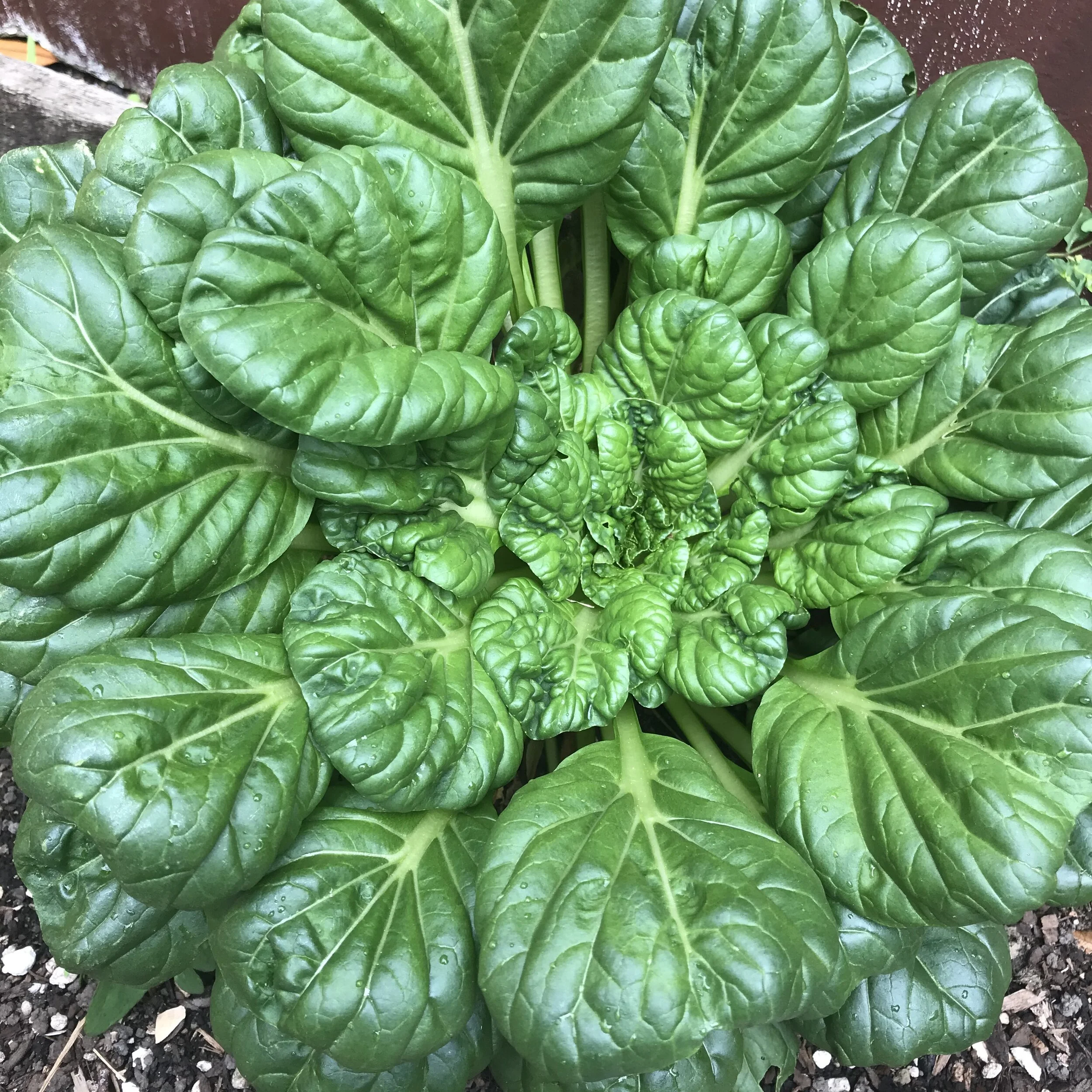 Full-grown Tatsoi