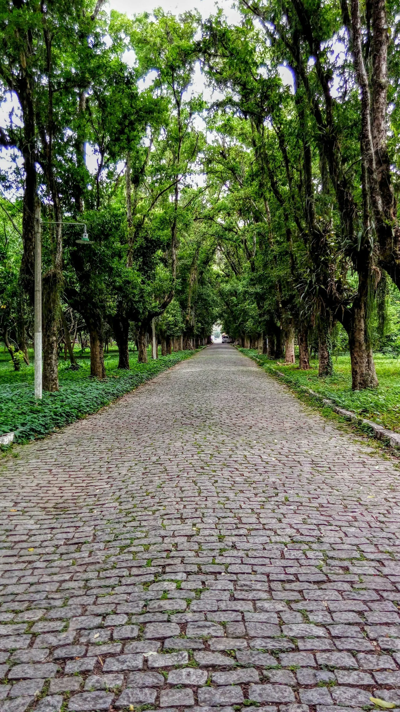 pathway green