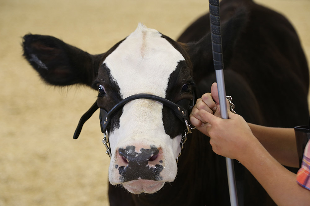 4-H Beef Carcass on Hoof