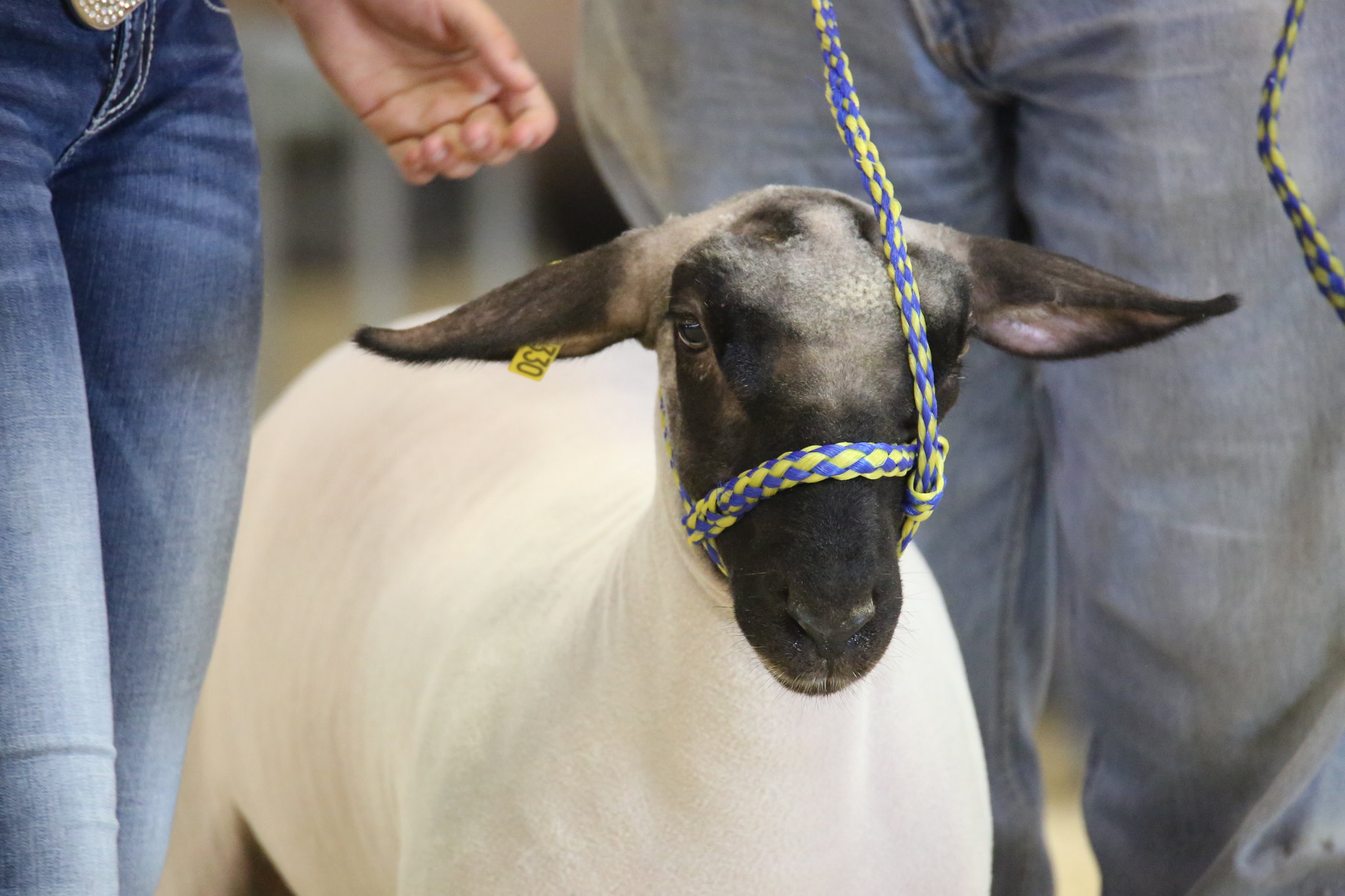 4-H Sheep Show & Lamb Lead