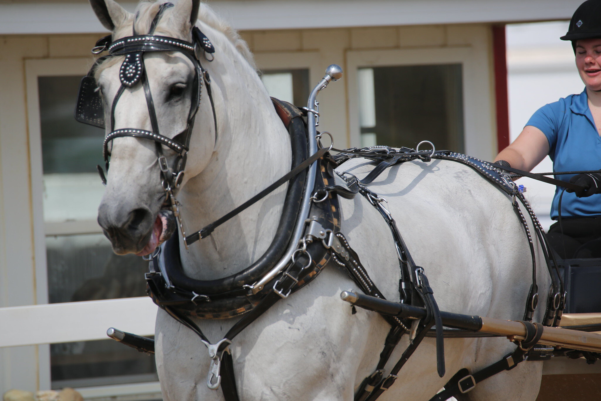Draft Horse Show — Porter County Fair