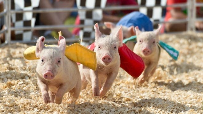 Swifty Swine Racing Pigs