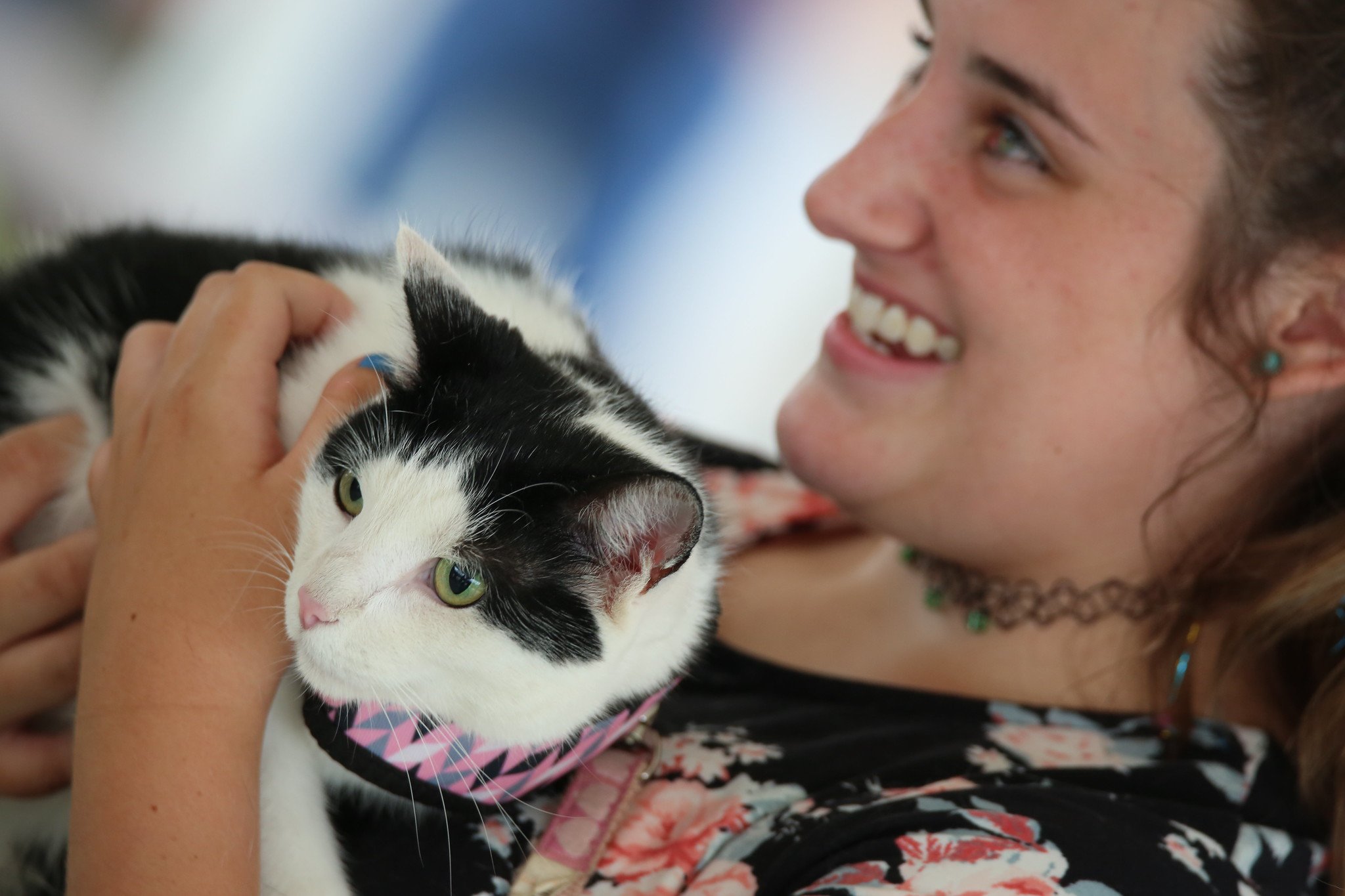 4-H Cat Show