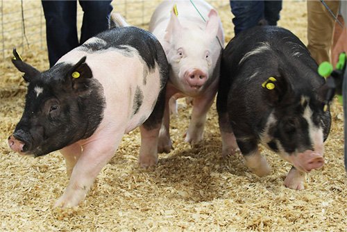 4-H Swine Show (Breeding, Showmanship, Carcass on Hoof)