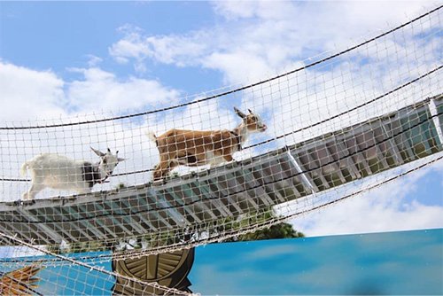 Goat Island Petting Zoo