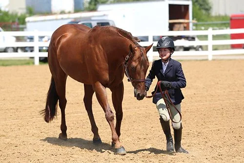 Introduction to Horses (Horseless Horse) Showmanship and In-Hand Trail Classes