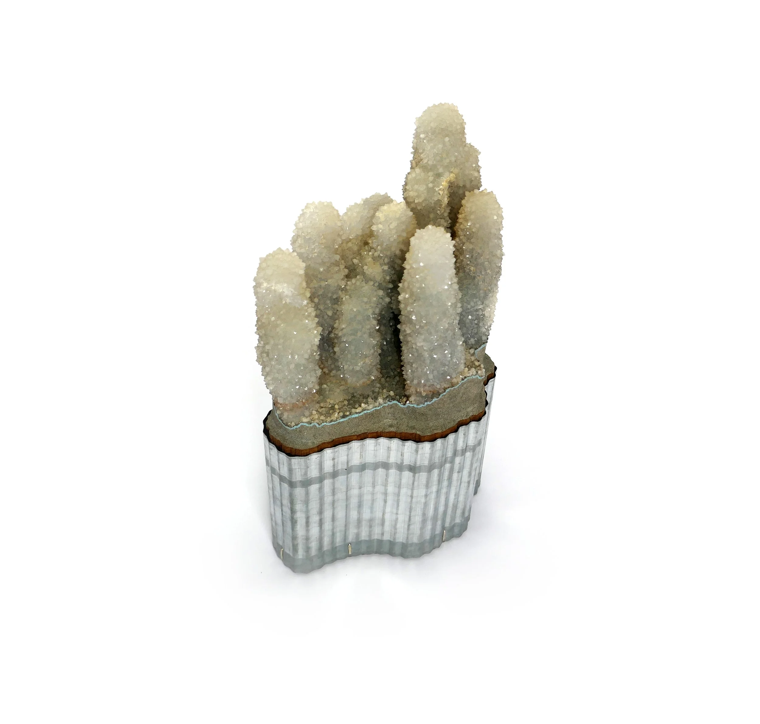 2025 Bonsaï Cactus_upper view.jpg