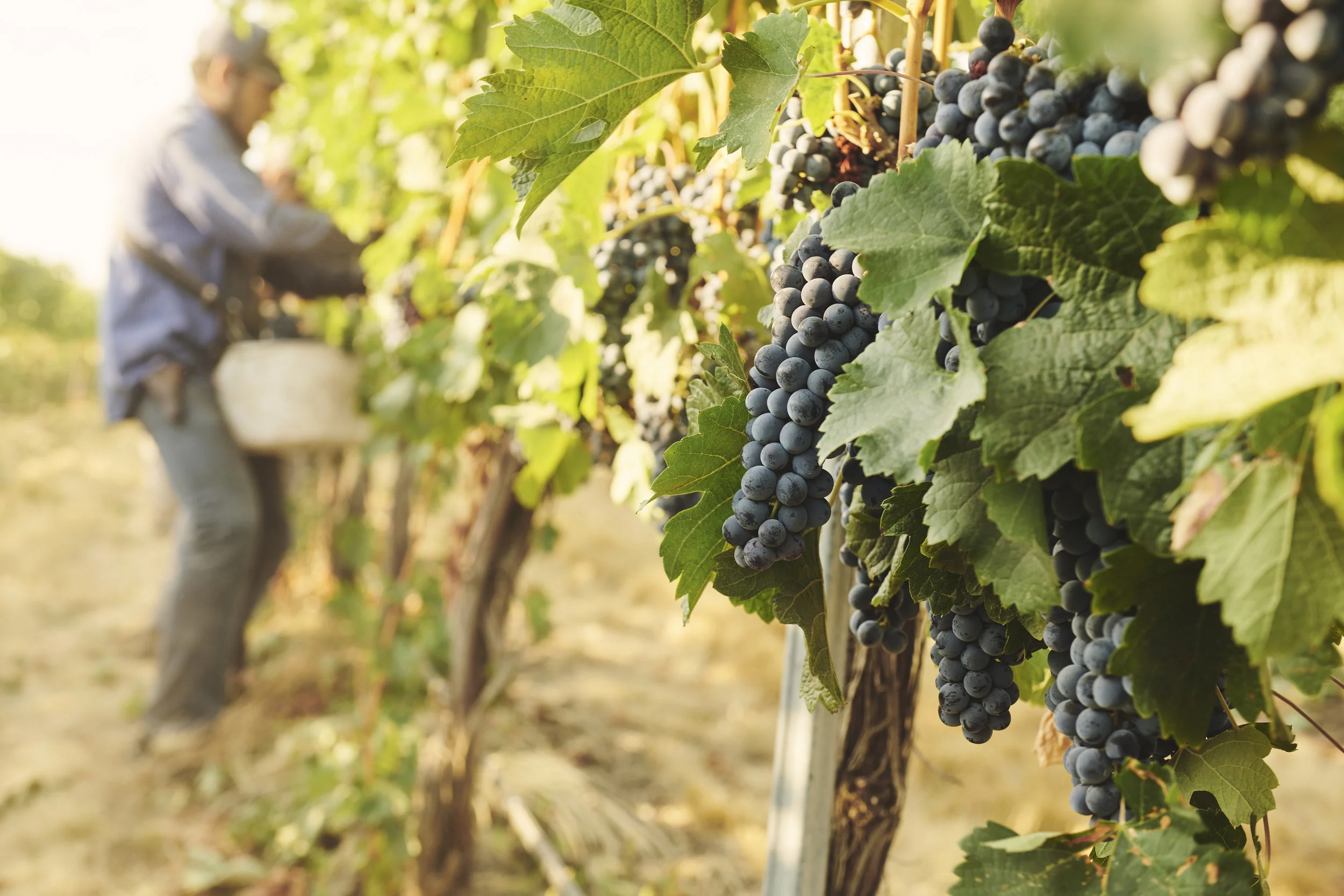 20180914-GCC_Harvest-0748.jpg