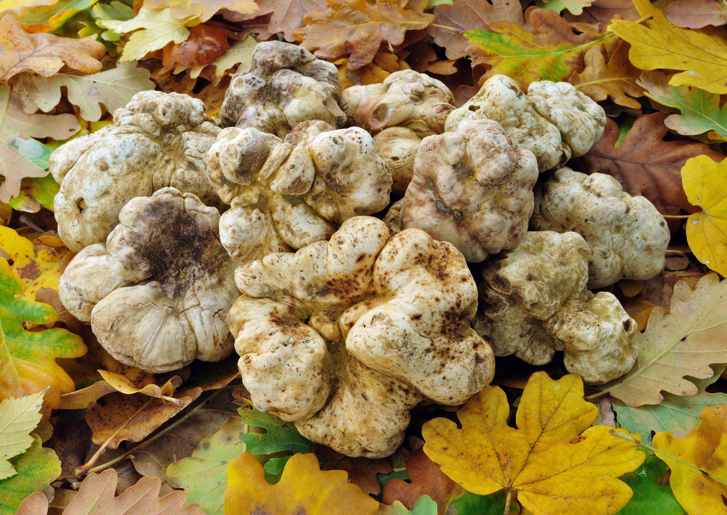 White Truffles with Autumn Leaves copy 2.jpg