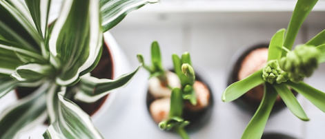 The Benefits of Hypoallergenic Plants for Your Home