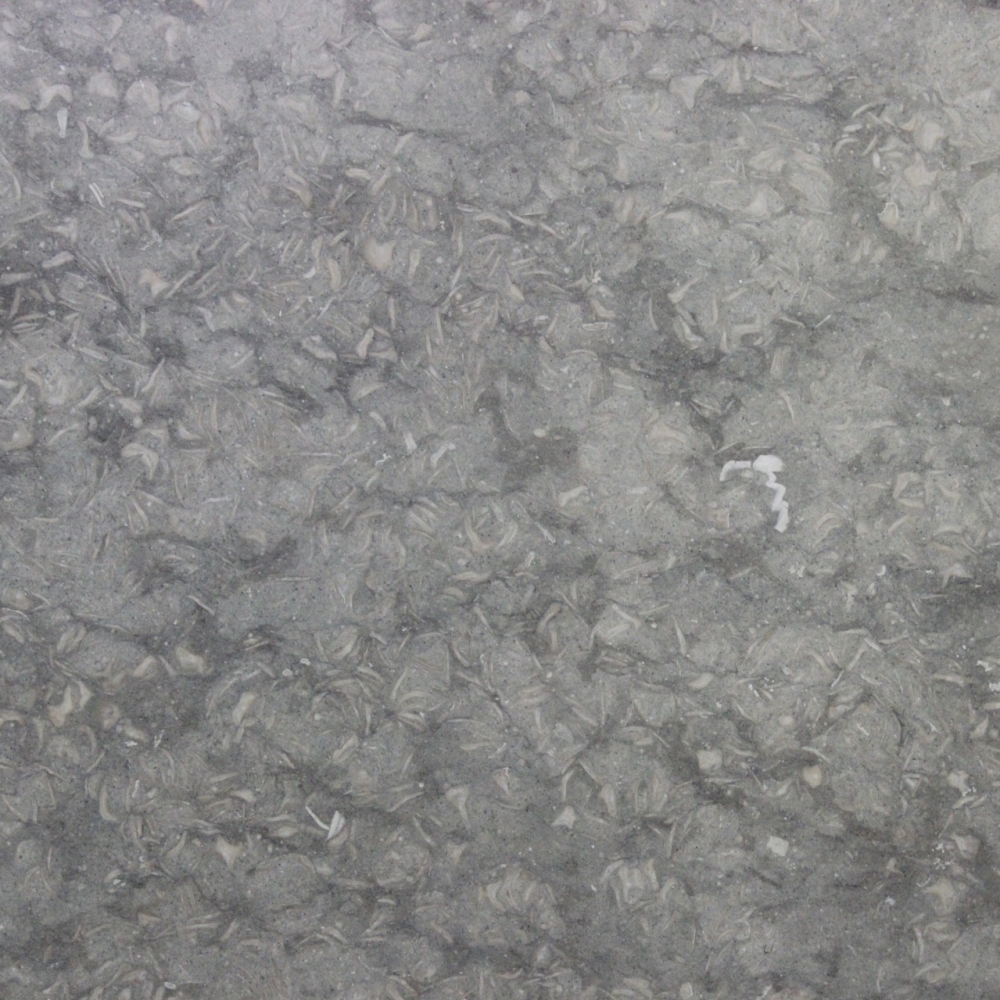 grigio fossil