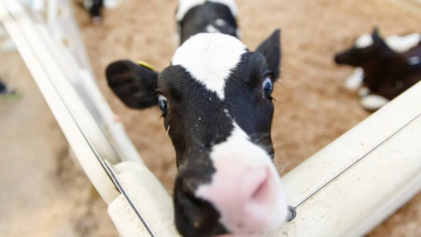 Dairy Farm Field Trip