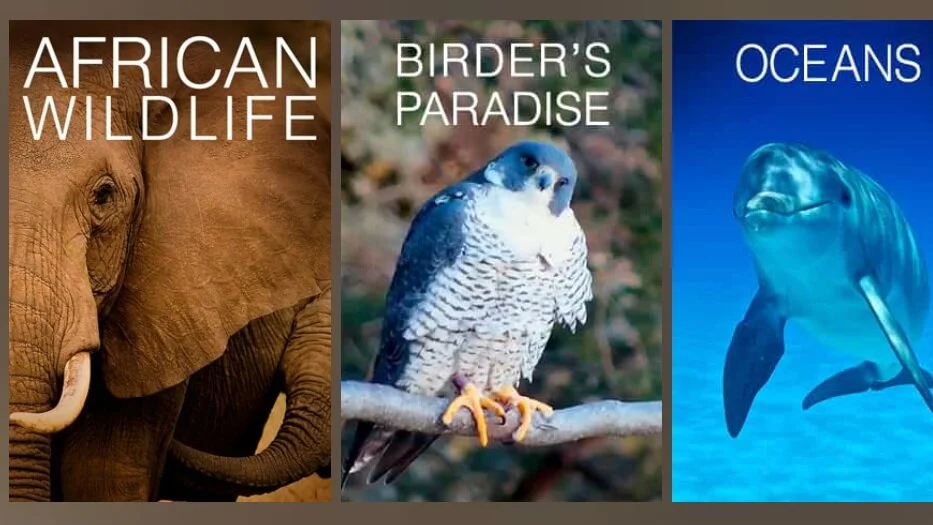 Live Cams