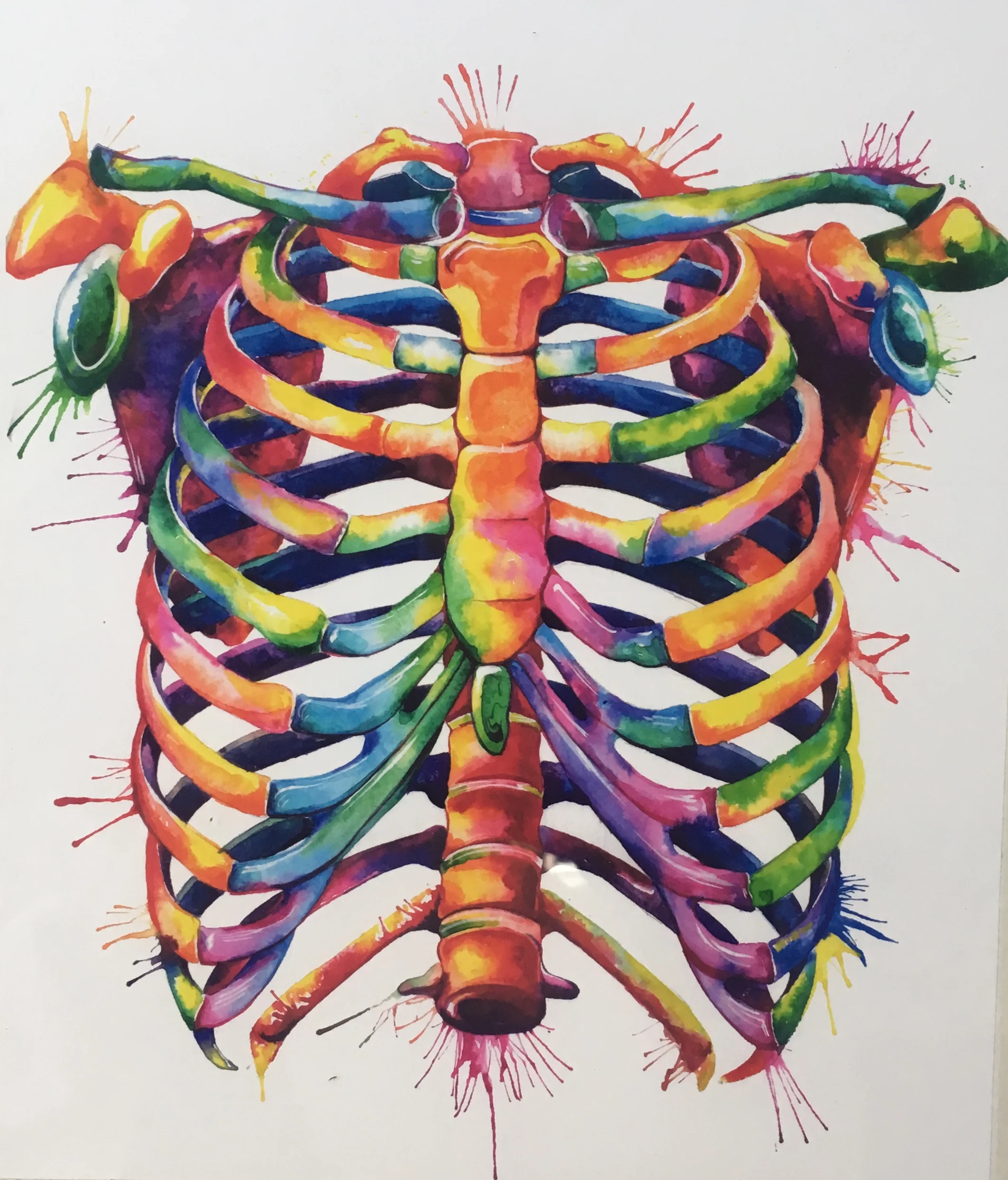 @codexanatomicus