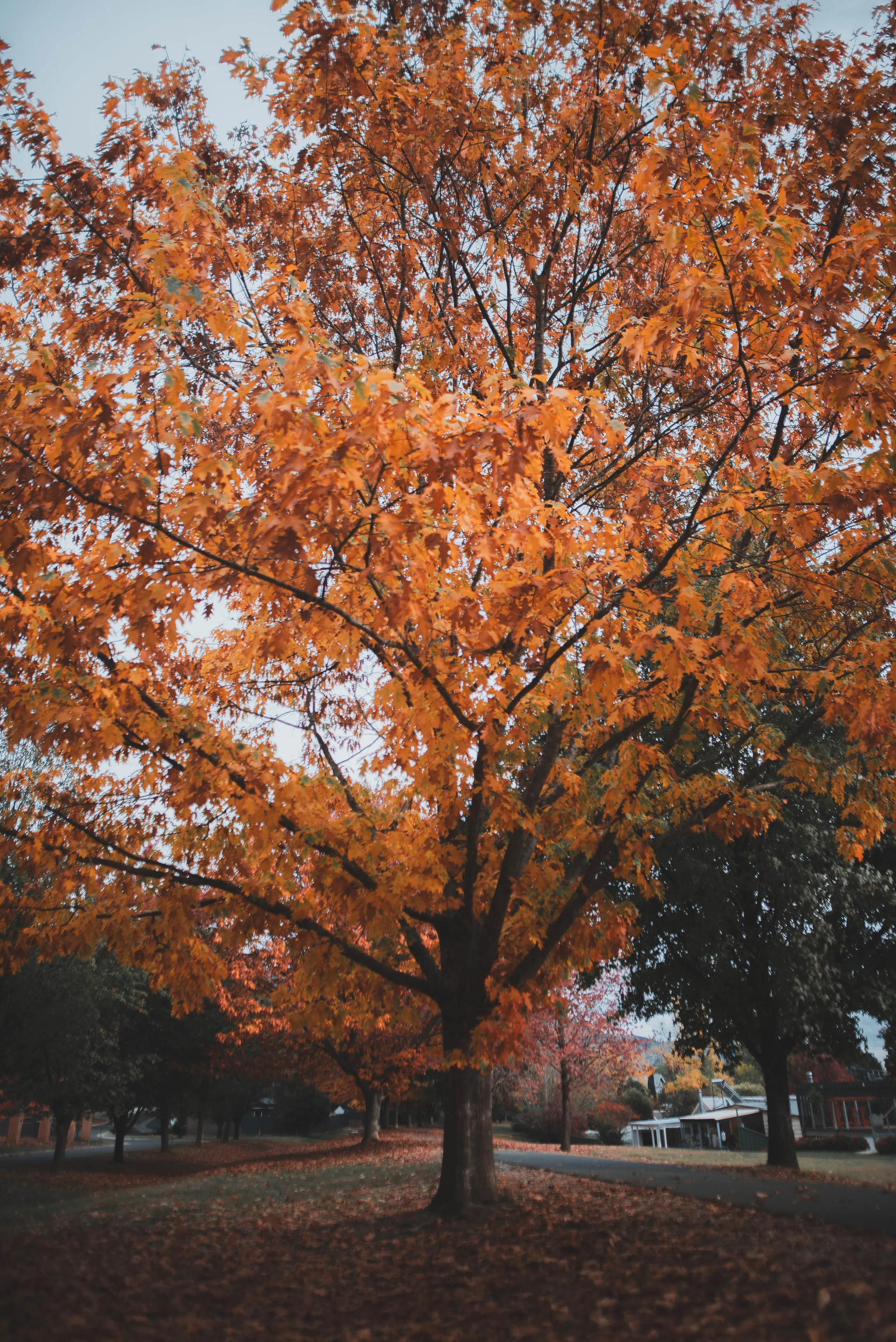 DSC_8170.jpg
