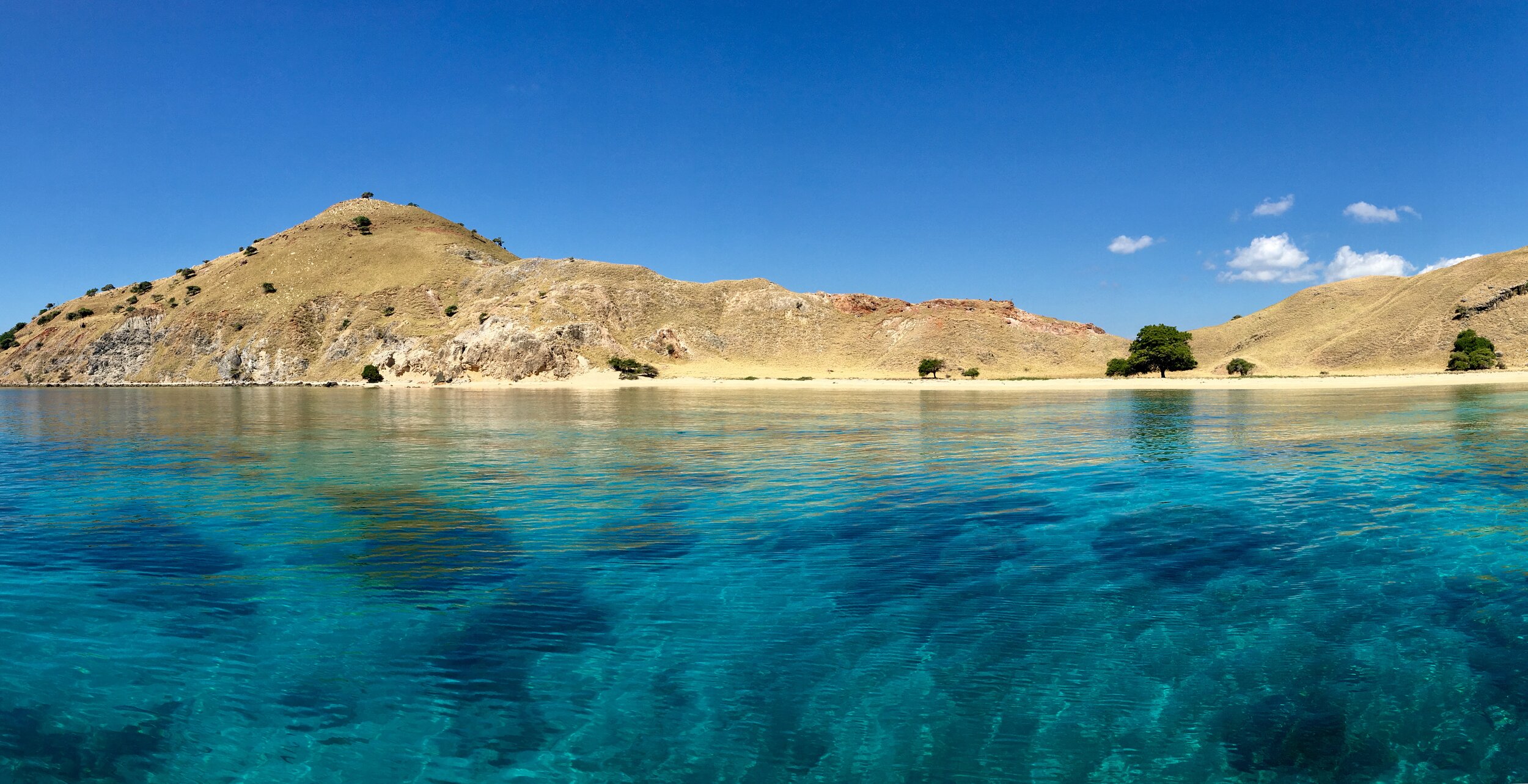 HMTA Member Feature:  Katy Luo