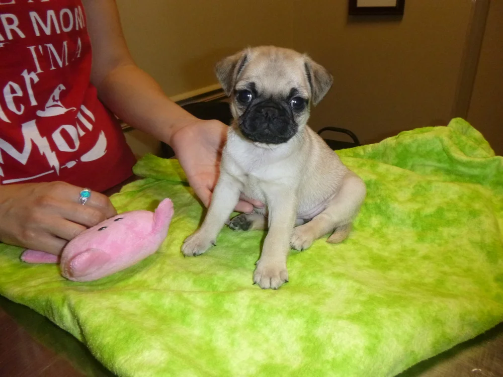 Our Clients English Animal Hospital Of Laveen