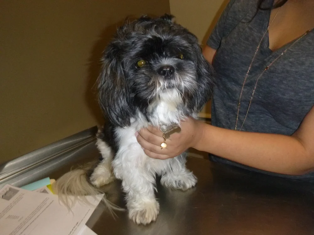 Our Clients English Animal Hospital Of Laveen