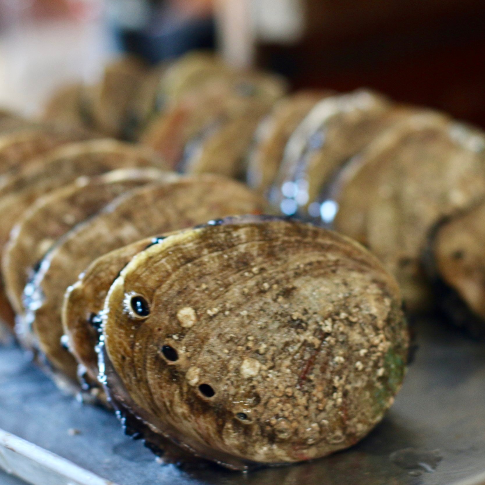 Fresh four year old abalone