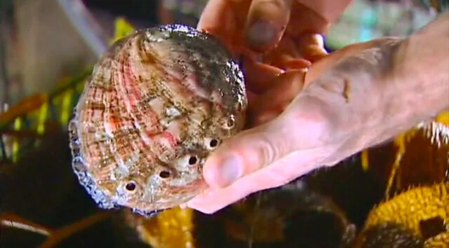 Monterey Bay Abalone Farm Shows What Sustainable Aquaculture Can Be Like