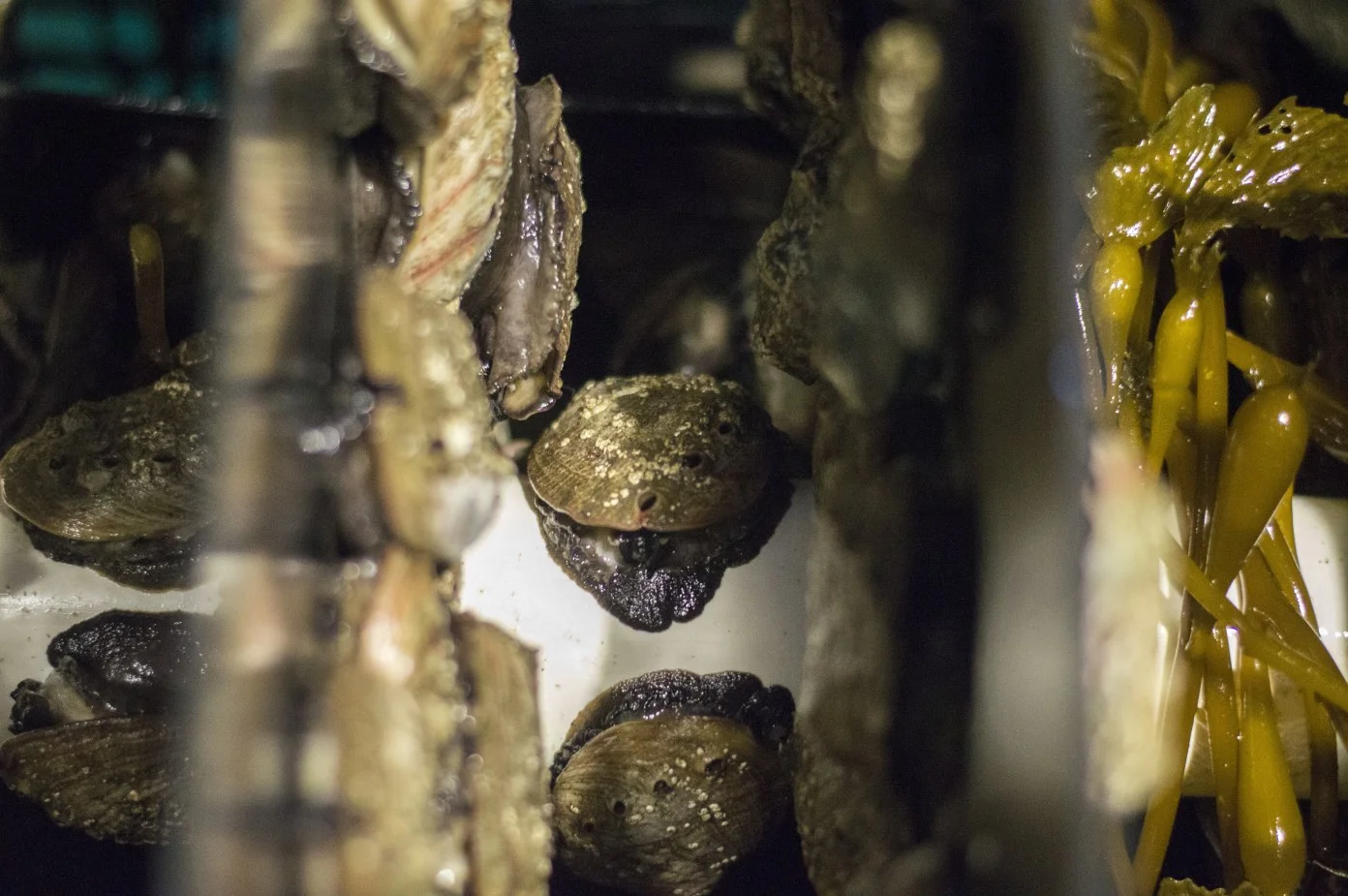 Abalone farming benefits Monterey Peninsula