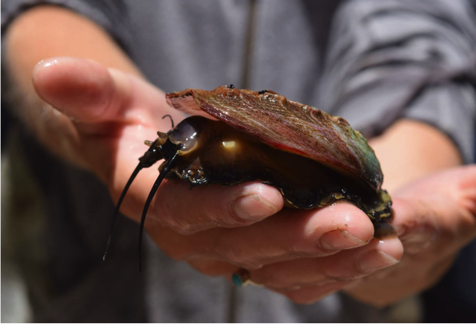 Abalone, That Delicious Rarity, Being Farmed in Bay Area