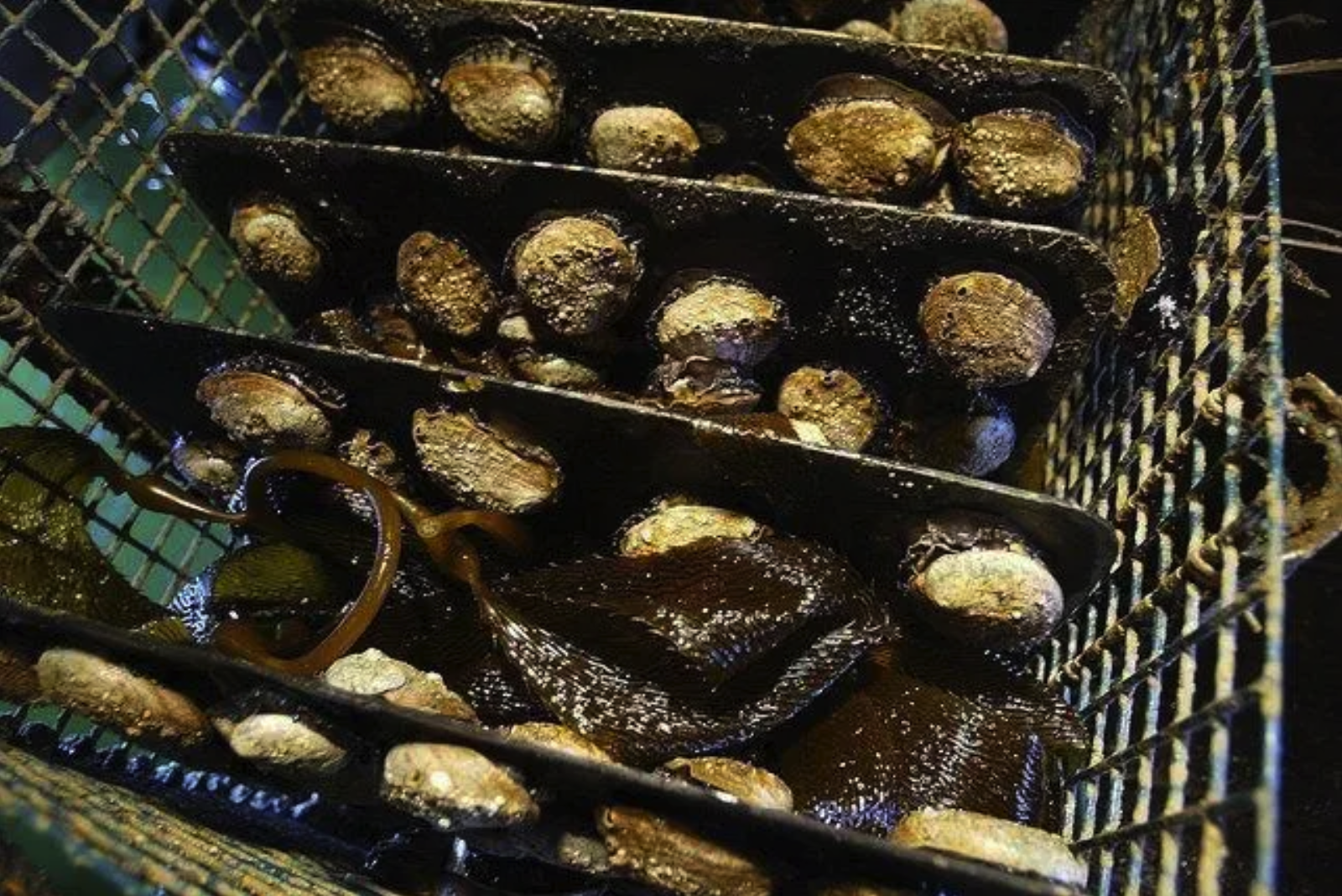 Sustainable abalone: Monterey company wins plaudits from environmentalists