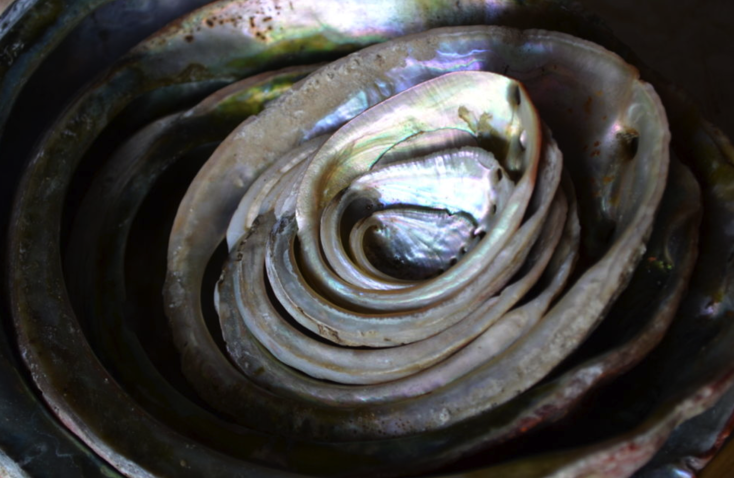 PHOTOS: Under Wharf Two with award-winning Monterey Abalone Company