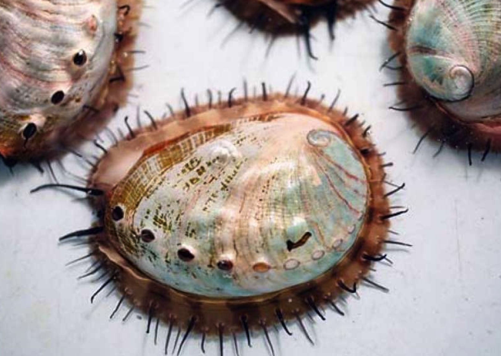 Abalone's luster grows / Eco-friendly aquaculture lures endangered mollusk back onto Bay Area menus