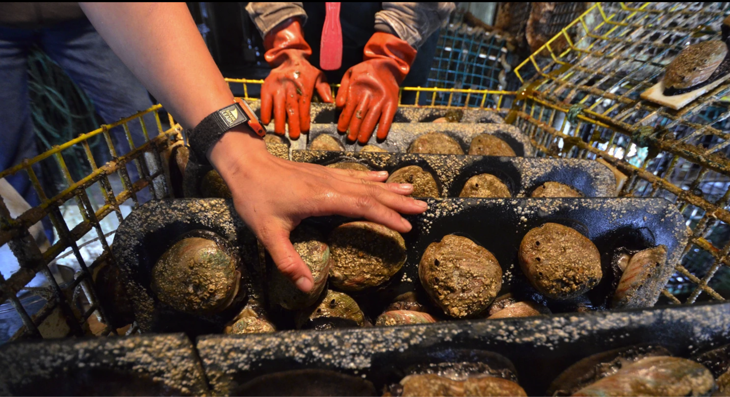California Abalone Are as Delicious as They Are Creepy