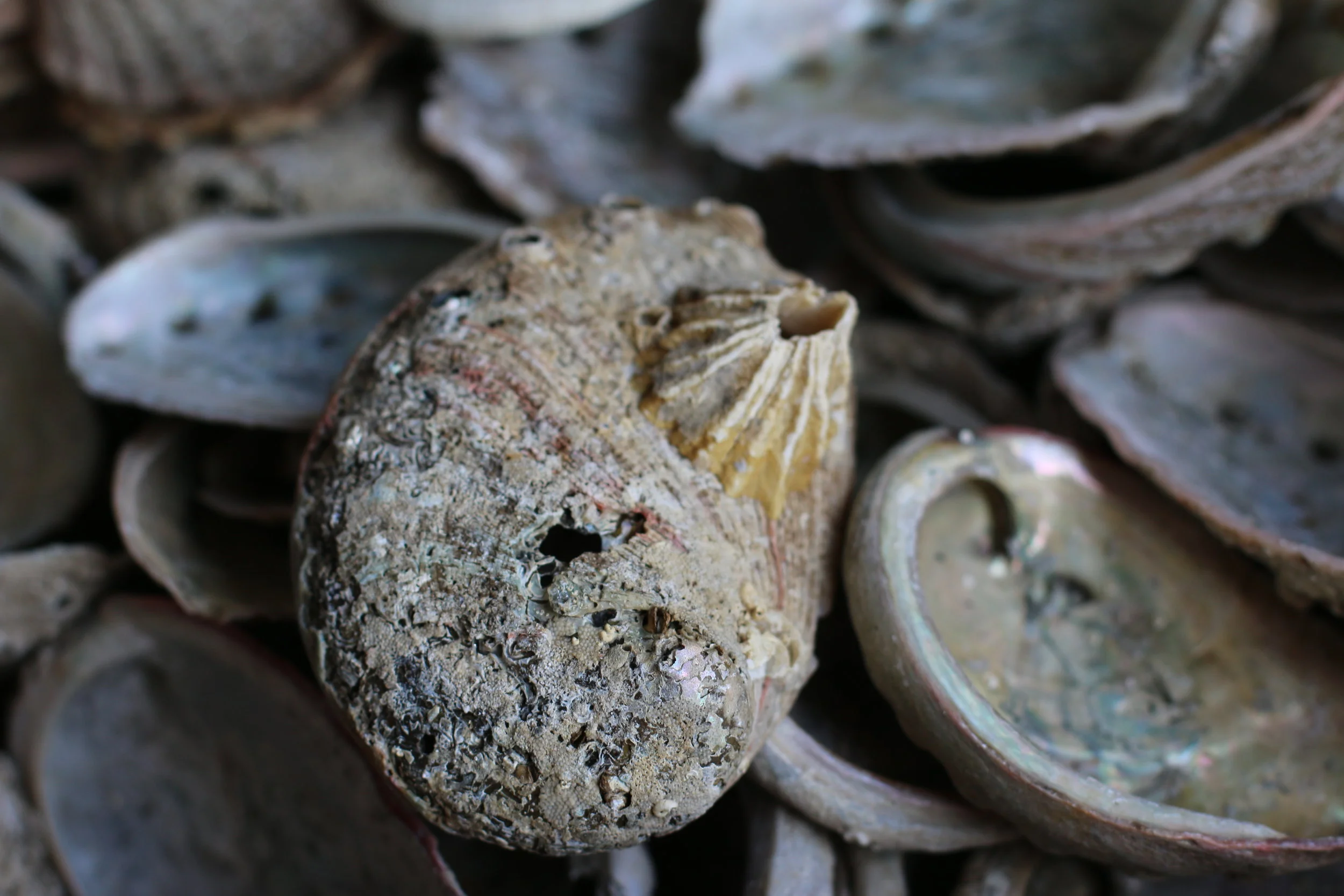 Shell Games: Monterey Bay’s oldest fishery thrives under the commercial wharf