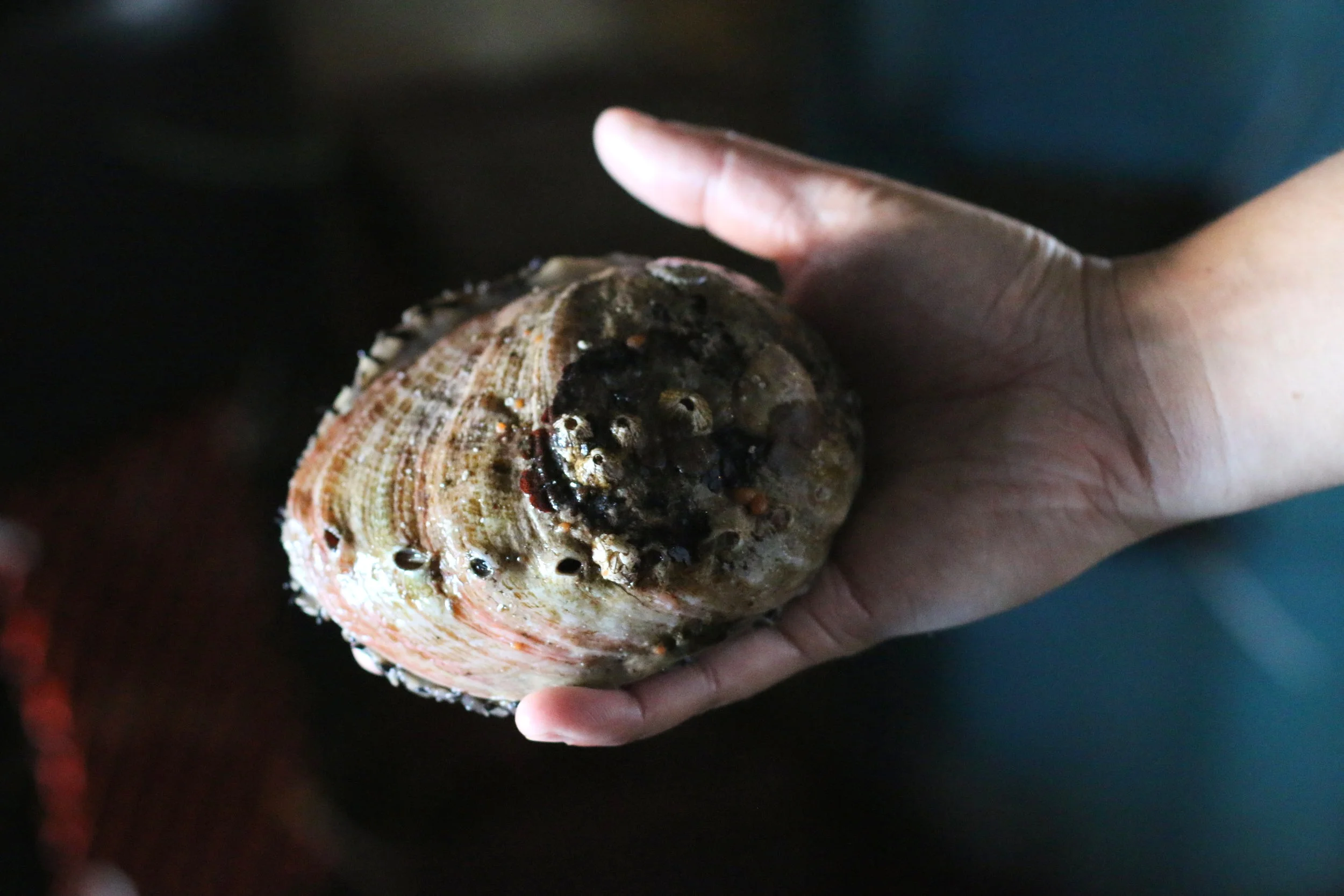 Large Abalone Monterey Abalone Company