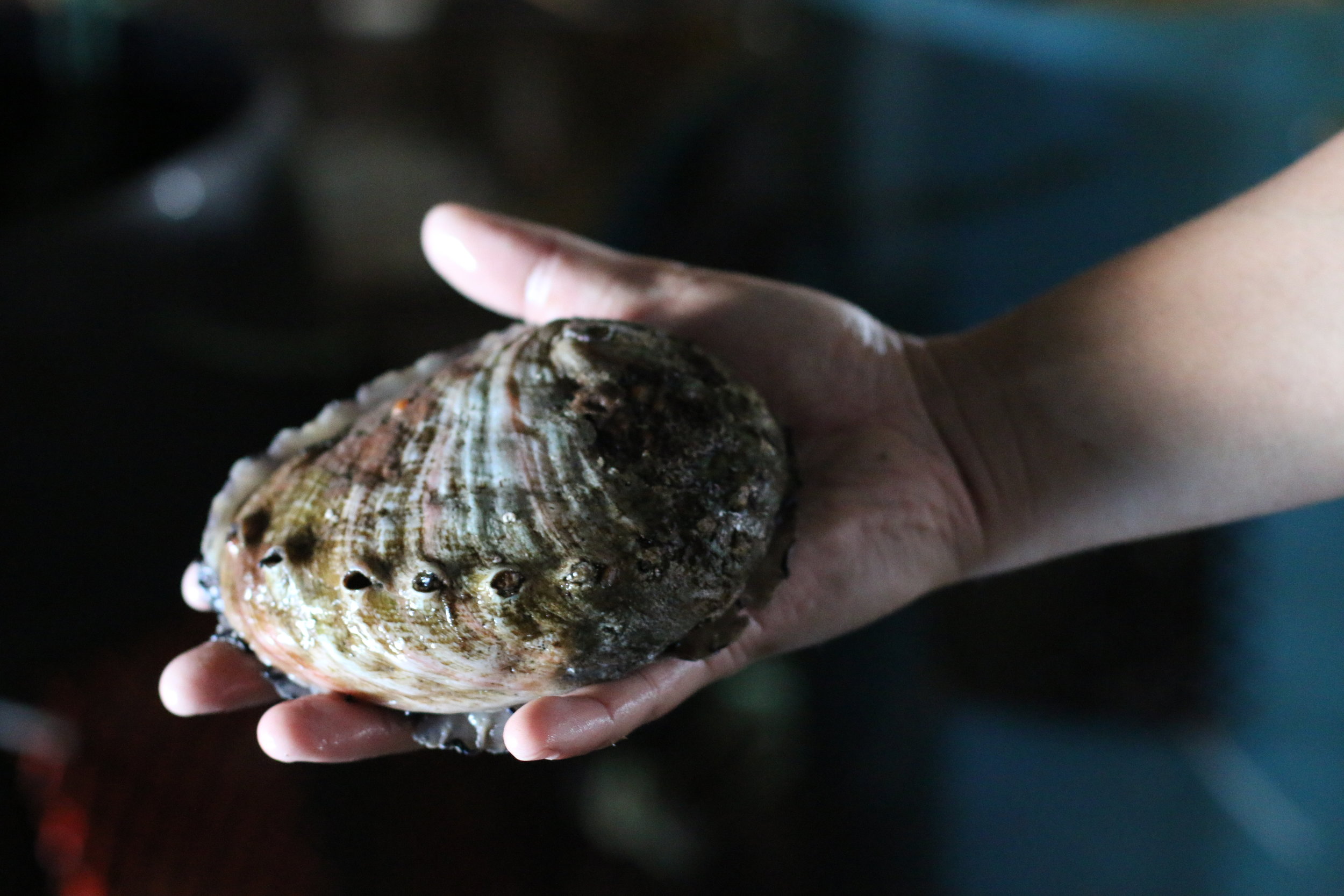 Extra Large Abalone (approx. 1 lb. per abalone)