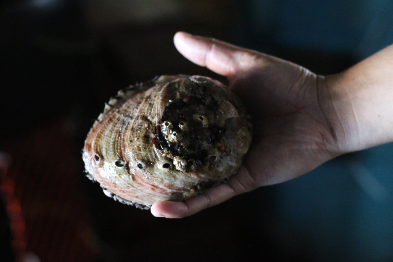 Large Abalone
