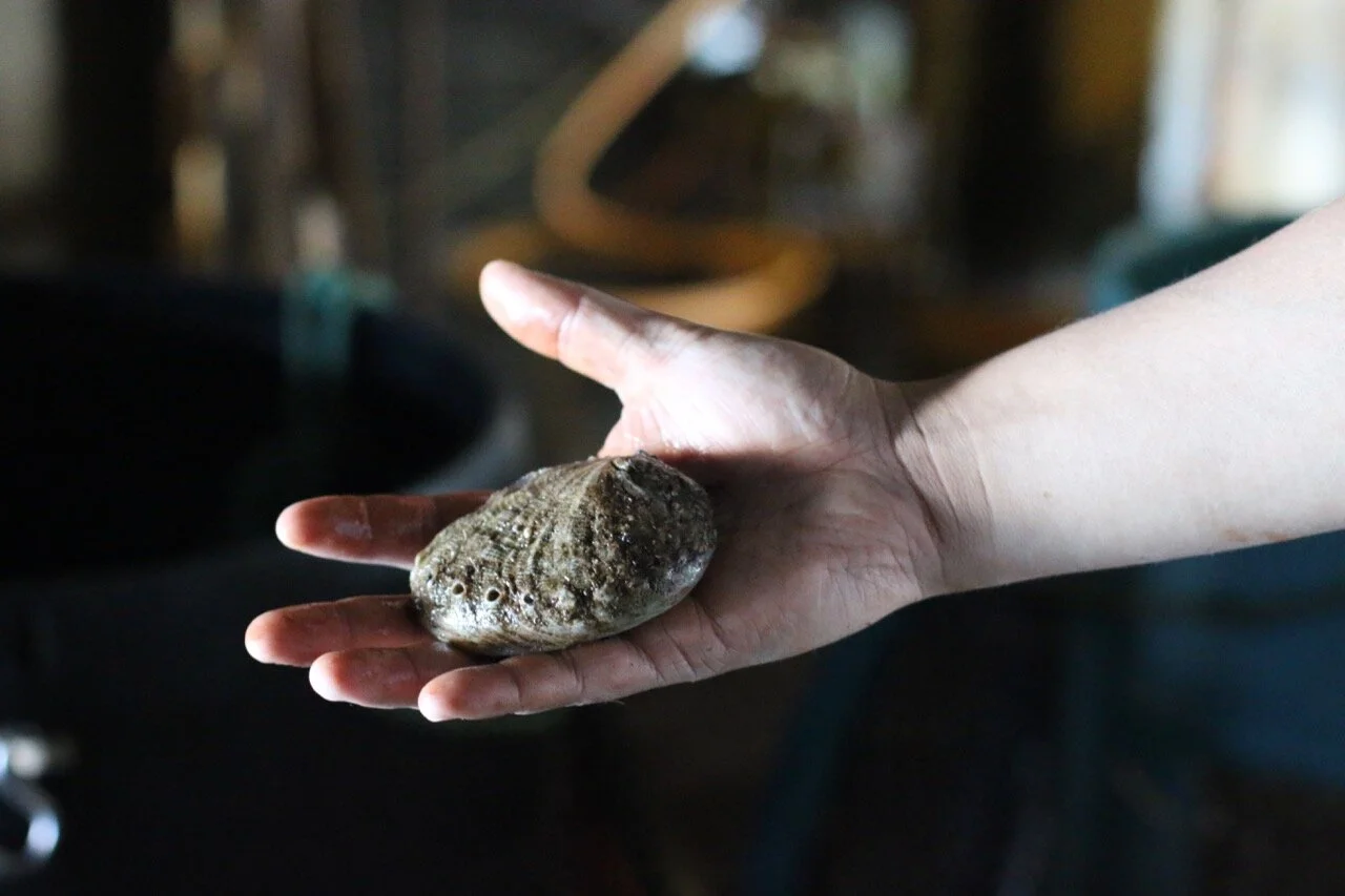 Store — Monterey Abalone Company