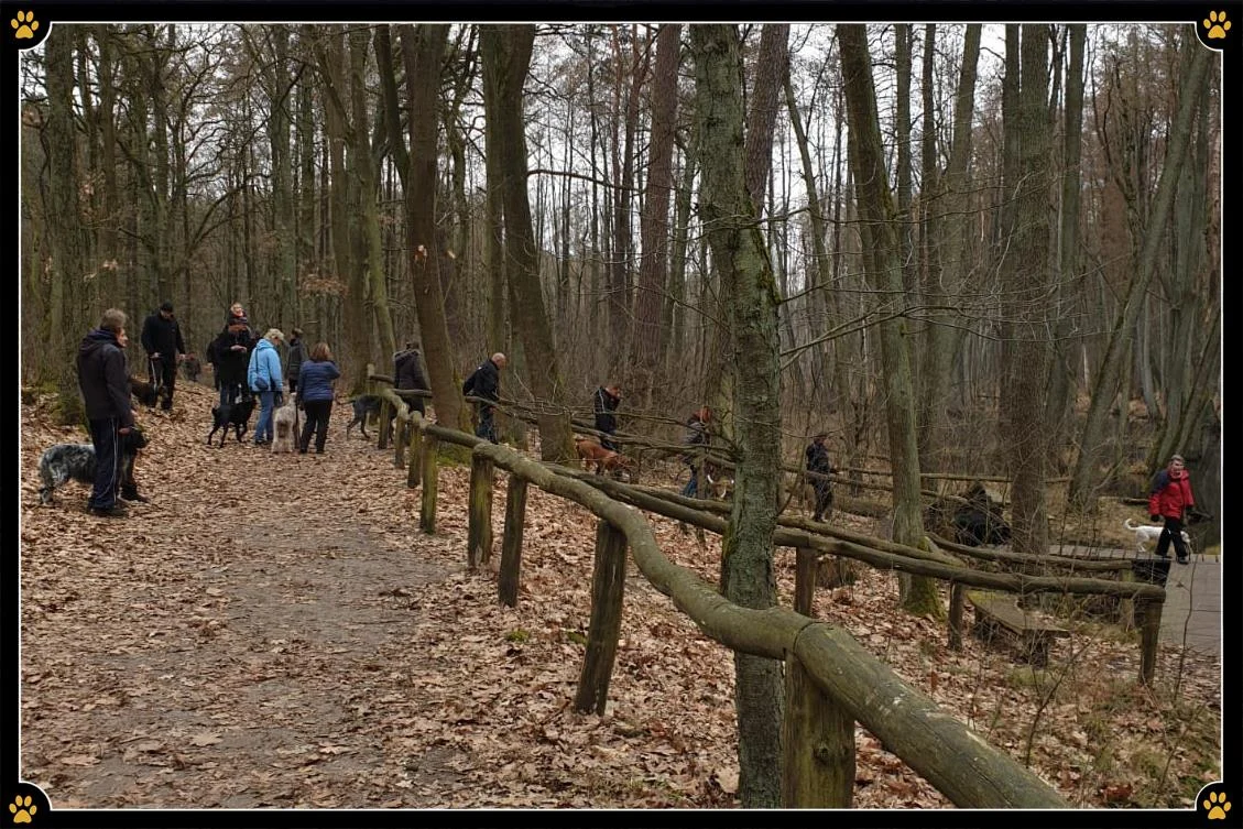 JoBaDog_Alltagstraining_1_Mär_2019_Birkenwerder_6.jpg