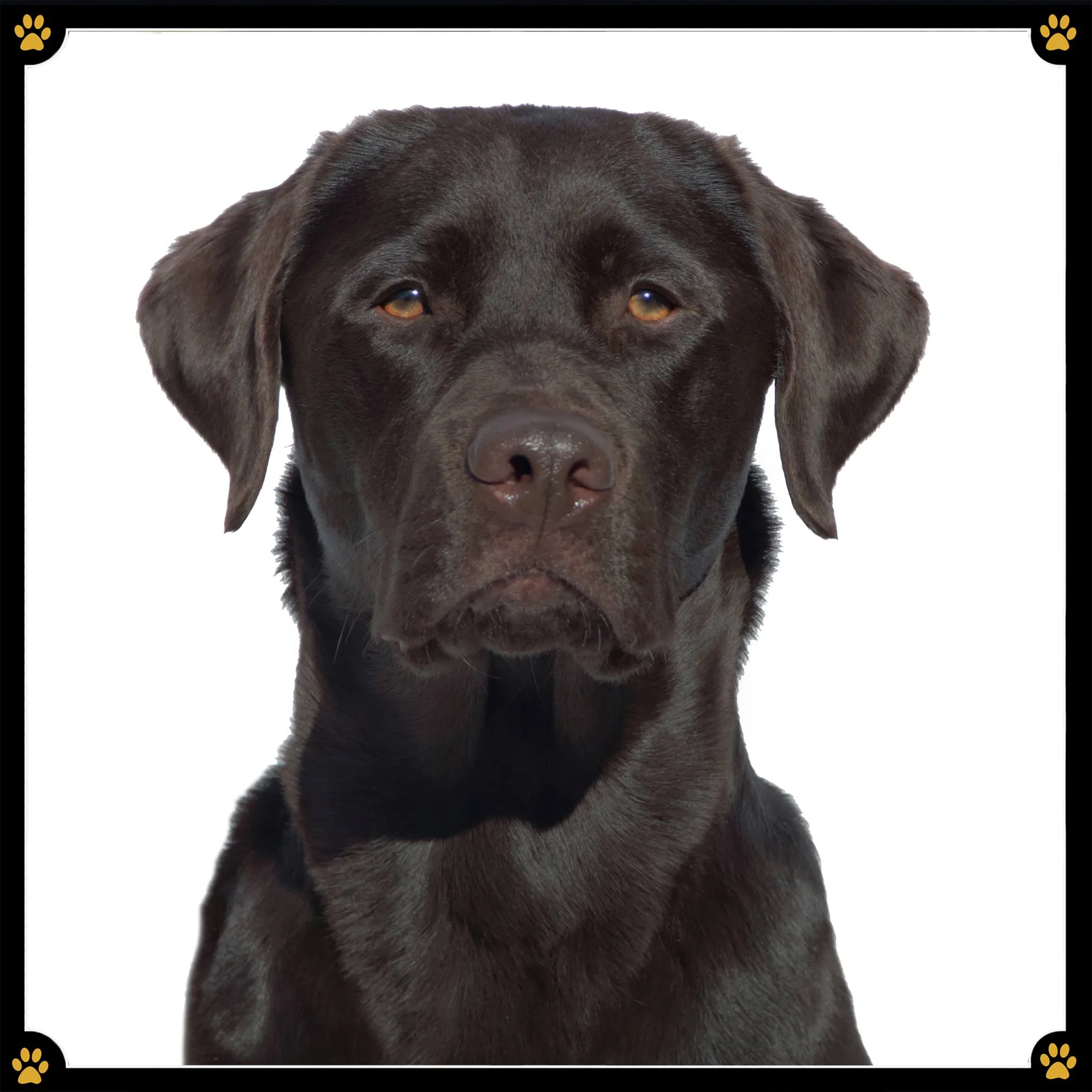 JoBaDog_Labrador_Retriever_1.jpg